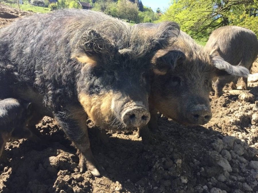 Porc mangalitza de la Ferme de Mayrinhac